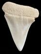 Fossil Mako Tooth - Summerville, SC #45963-1